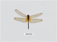 藏品(蜻蛉)的圖片